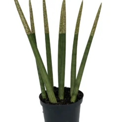 Make-Upz Glitter Gold Bamboo Shoots Snake Plant - Sansevieria - 6" Pot