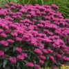 Sugar Buzz® Grape Gumball Bee Balm - Monarda - Gallon Pot