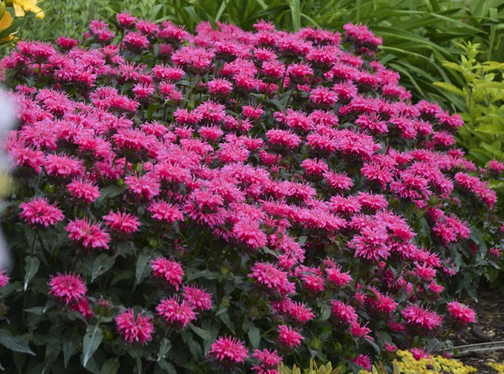 Sugar Buzz® Grape Gumball Bee Balm - Monarda - Gallon Pot 1 Sugar Buzz® Grape Gumball Bee Balm - Monarda - Gallon Pot