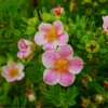 Pink Paradise Happy Face ® Bush Cinquefoil - Potentilla-Proven Winners-4" Pot
