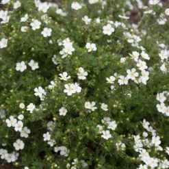 White Happy Face® Bush Cinquefoil - Potentilla - Pure White - Proven Winners