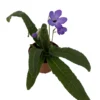 Hara No Mizu Streptocarpus - 2.5" Pot - Collector's Series