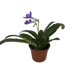 Outlet Buds Grow Store -Outlet Buds Grow Store haranomizustrepto25 08651.1655838824