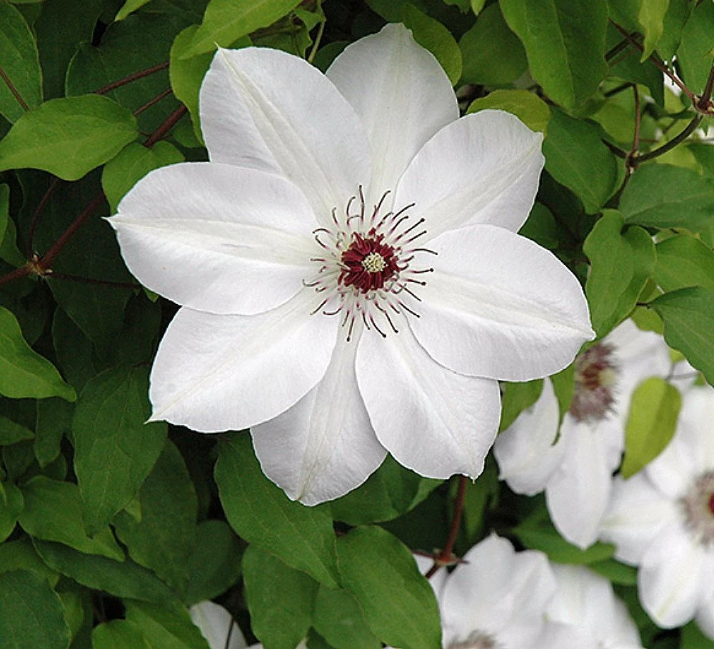 Henryi Clematis Vine - Pure White - 2.5" Pot 1 Henryi Clematis Vine - Pure White - 2.5" Pot