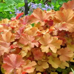 Caramel Coral Bells - Heuchera - Live Plant - Gallon Pot