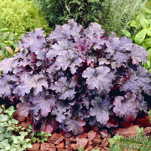 'Plum Pudding' Coral Bells - Heuchera - Fragrant - Shade Perennial - Gallon Pot 1 'Plum Pudding' Coral Bells - Heuchera - Fragrant - Shade Perennial - Gallon Pot