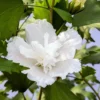 White Pillar® Hibiscus - 4" Pot - Rose Of Sharon - Proven Winners