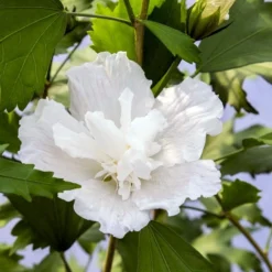White Pillar® Hibiscus - 4" Pot - Rose Of Sharon - Proven Winners
