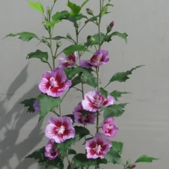 Outlet Buds Grow Store -Outlet Buds Grow Store hibiscus purple pillar rose sharon habit 69435.1615344635