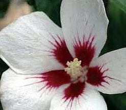 Lil' Kim® - Rose Of Sharon - Hibiscus Syriacus - 4" Pot - Proven Winners