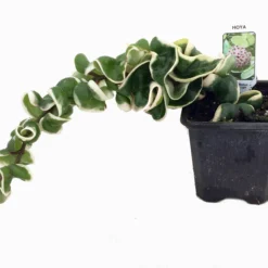 Variegated Hindu Rope Plant - EXOTIC - Hoya - 4" Pot 7 Variegated Hindu Rope Plant - EXOTIC - Hoya - 4" Pot -Outlet Buds Grow Store hinduropevarhr1new 05114.1598895939