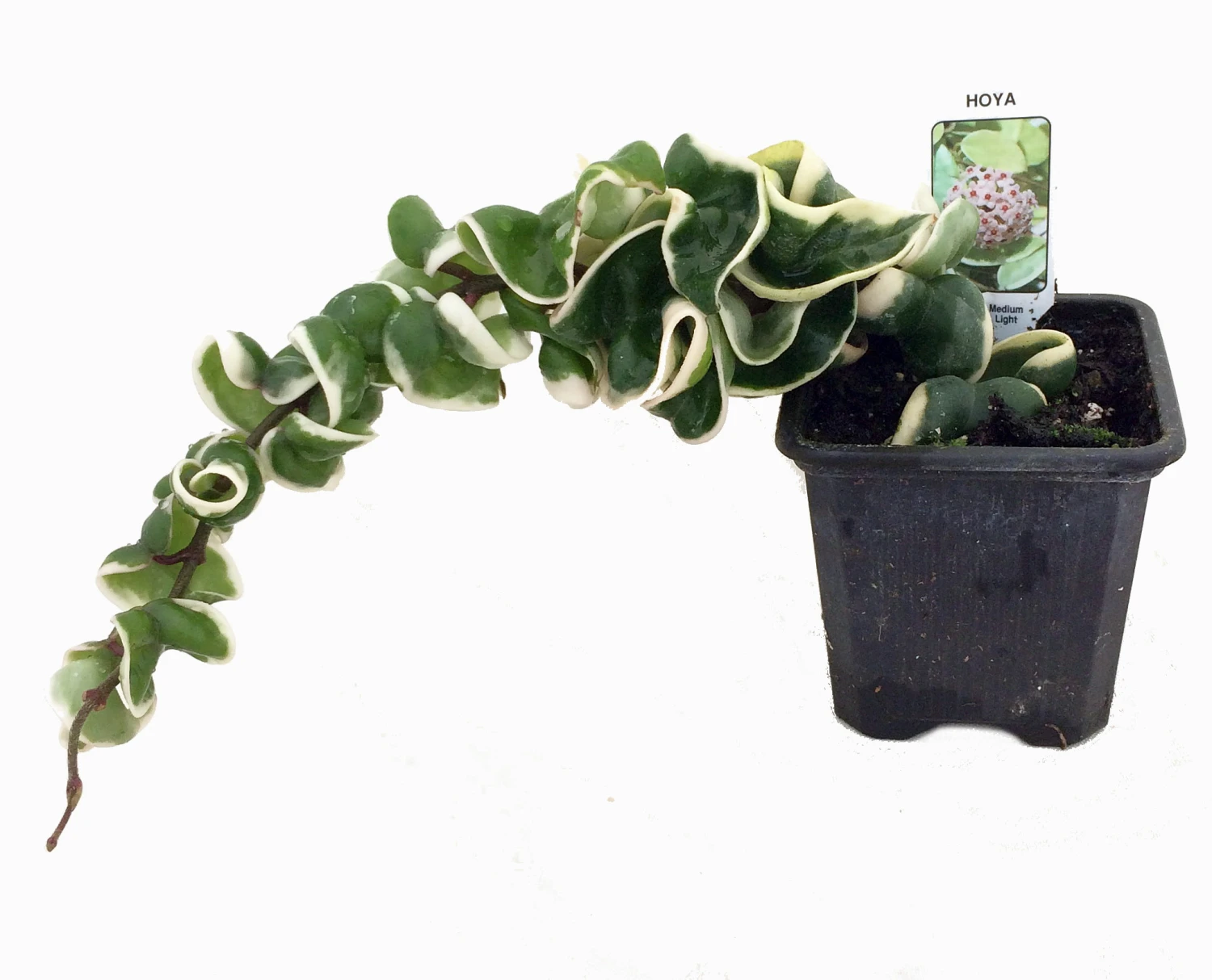 Variegated Hindu Rope Plant - EXOTIC - Hoya - 4" Pot 4 Variegated Hindu Rope Plant - EXOTIC - Hoya - 4" Pot - Image 4