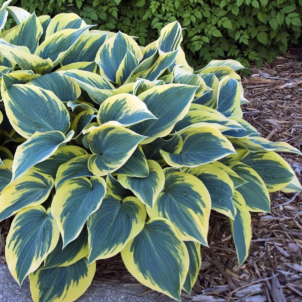 First Frost Hosta - Shade Perennial - Quart Pot 1 First Frost Hosta - Shade Perennial - Quart Pot