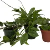 Hoya Assortment - 3 Pack In 4" Pots