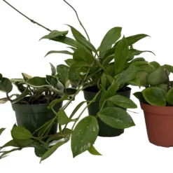 Hoya Assortment - 3 Pack In 4" Pots