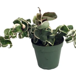 Variegated Hindu Rope Plant - EXOTIC - Hoya - 4" Pot