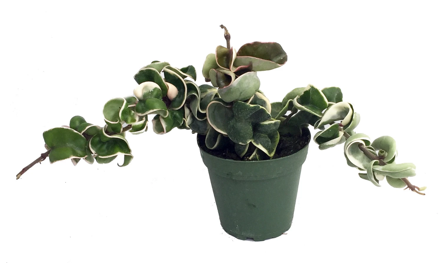 Variegated Hindu Rope Plant - EXOTIC - Hoya - 4" Pot 1 Variegated Hindu Rope Plant - EXOTIC - Hoya - 4" Pot
