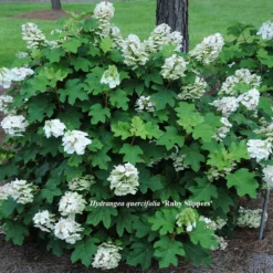 Pee Wee Oakleaf Hydrangea Perennial - Dwarf White - 4" Pot