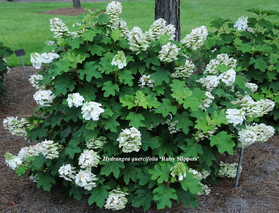 Pee Wee Oakleaf Hydrangea Perennial - Dwarf White - 4" Pot 1 Pee Wee Oakleaf Hydrangea Perennial - Dwarf White - 4" Pot