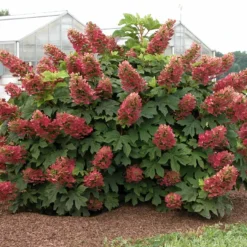 Ruby Slippers - Dwarf Oakleaf Hydrangea Bush - 4" Pot