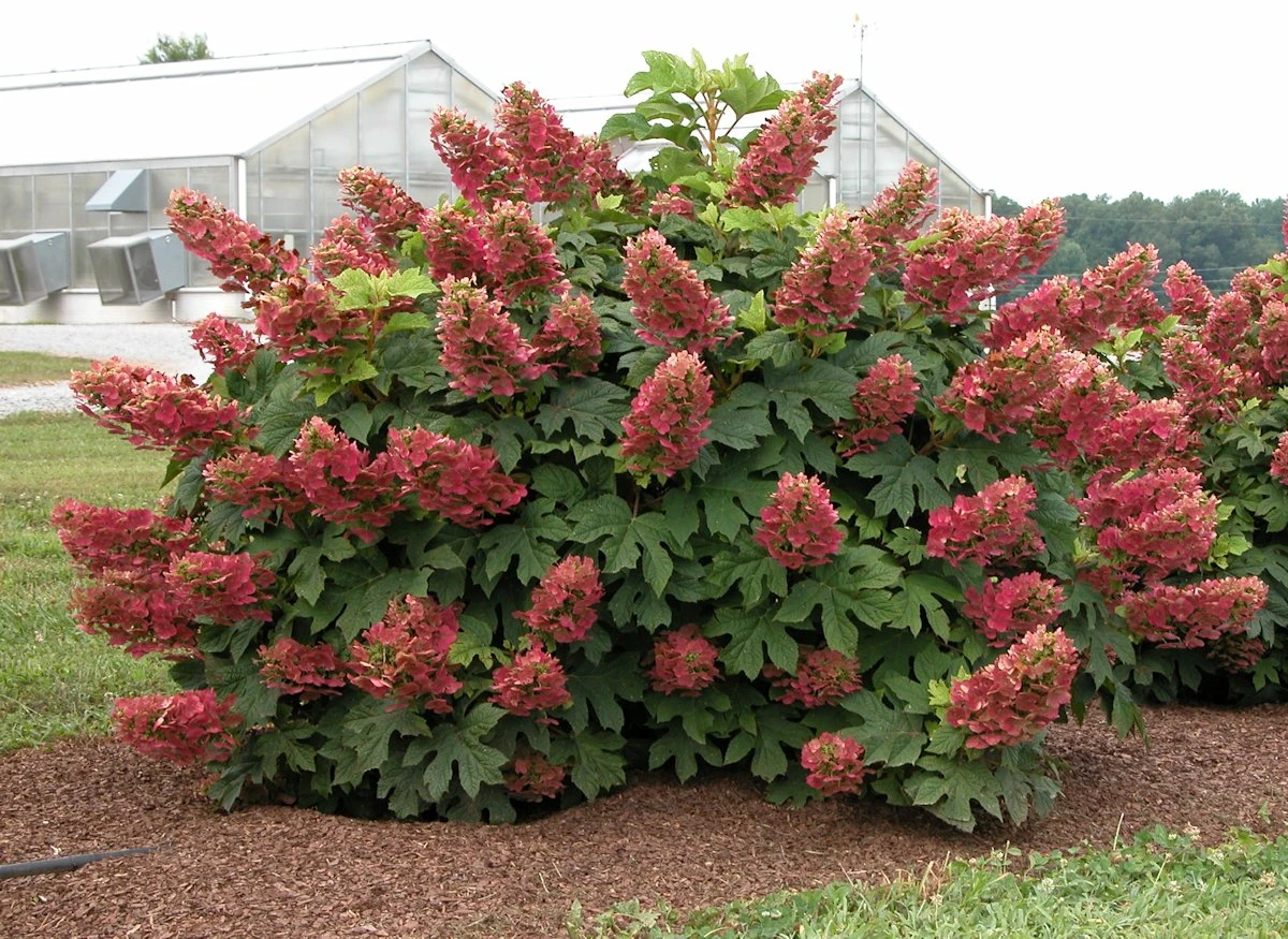 Ruby Slippers - Dwarf Oakleaf Hydrangea Bush - 4" Pot 1 Ruby Slippers - Dwarf Oakleaf Hydrangea Bush - 4" Pot