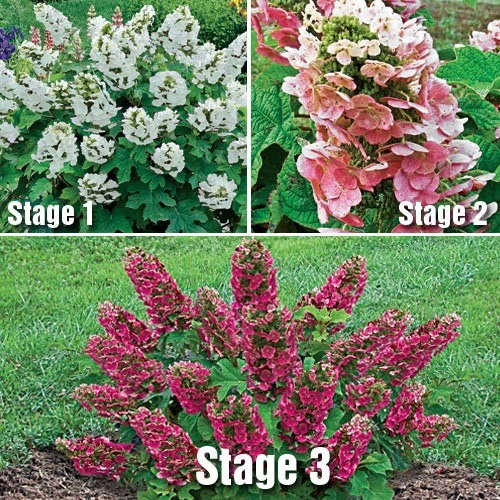 Ruby Slippers - Dwarf Oakleaf Hydrangea Bush - 4" Pot 2 Ruby Slippers - Dwarf Oakleaf Hydrangea Bush - 4" Pot - Image 2