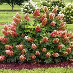 Ruby Slippers - Dwarf Oakleaf Hydrangea Bush - 4" Pot 5 Ruby Slippers - Dwarf Oakleaf Hydrangea Bush - 4" Pot -Outlet Buds Grow Store hydangearubyslippers4 87518.1615344552