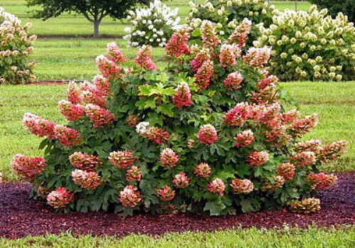 Ruby Slippers - Dwarf Oakleaf Hydrangea Bush - 4" Pot 3 Ruby Slippers - Dwarf Oakleaf Hydrangea Bush - 4" Pot - Image 3