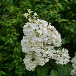 Puffer Fish® Panicle Hydrangea - Hydrangea Paniculata - 4" Pot -Outlet Buds Grow Store hydrangea paniculata puffer fish 1 1024 1024 60 79753.1675833432