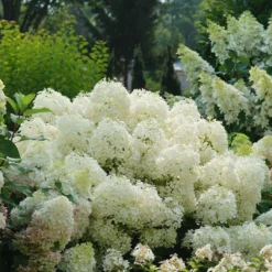 Puffer Fish® Panicle Hydrangea - Hydrangea Paniculata - 4" Pot -Outlet Buds Grow Store hydrangea paniculata puffer fish 2 1080 1080 60 28237.1675833431