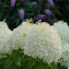 Puffer Fish® Panicle Hydrangea - Hydrangea Paniculata - 4" Pot