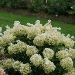 Puffer Fish® Panicle Hydrangea - Hydrangea Paniculata - 4" Pot -Outlet Buds Grow Store hydrangea paniculata puffer fish 4 1080 1080 60 98416.1675833432