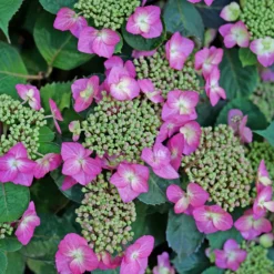 TUFF STUFF TOP FUN™ - Mountain Hydrangea - Hydrangea Serrata - 4" Pot 8 TUFF STUFF TOP FUN™ - Mountain Hydrangea - Hydrangea Serrata - 4" Pot -Outlet Buds Grow Store hydrangea serrata tuff stuff top fun p1195299 800x800 169fc80 82717.1678996087