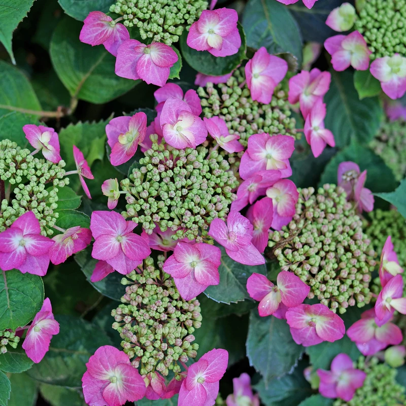 TUFF STUFF TOP FUN™ - Mountain Hydrangea - Hydrangea Serrata - 4" Pot 4 TUFF STUFF TOP FUN™ - Mountain Hydrangea - Hydrangea Serrata - 4" Pot - Image 4