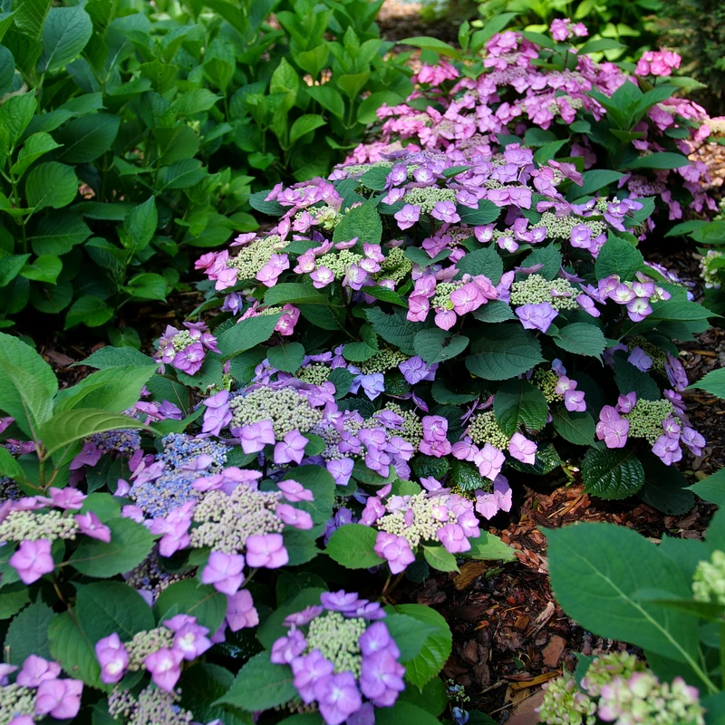 TUFF STUFF TOP FUN™ - Mountain Hydrangea - Hydrangea Serrata - 4" Pot 5 TUFF STUFF TOP FUN™ - Mountain Hydrangea - Hydrangea Serrata - 4" Pot - Image 5