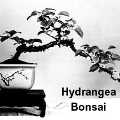 Vining Hydrangea Plant - Hydrangea Petiolaris - Shade - 4" Pot -Outlet Buds Grow Store hydrangeabonsai 85781.1602010224