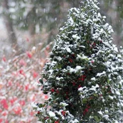 Castle Spire® Blue Holly - Ilex - 4" Pot - Proven Winners 12 Castle Spire® Blue Holly - Ilex - 4" Pot - Proven Winners -Outlet Buds Grow Store ilexcastlespire2 26054.1615344546