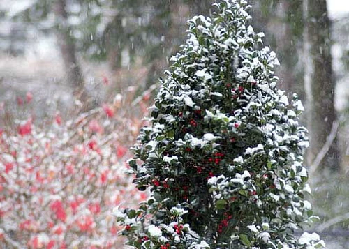 Castle Spire® Blue Holly - Ilex - 4" Pot - Proven Winners 6 Castle Spire® Blue Holly - Ilex - 4" Pot - Proven Winners - Image 6