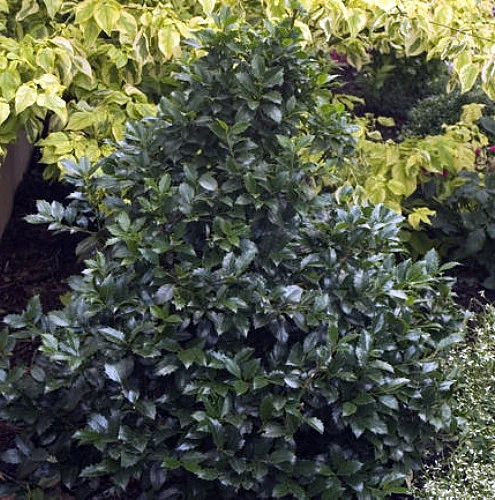 Castle Spire® Blue Holly - Ilex - 4" Pot - Proven Winners 7 Castle Spire® Blue Holly - Ilex - 4" Pot - Proven Winners - Image 7