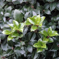 Castle Spire® Blue Holly - Ilex - 4" Pot - Proven Winners 10 Castle Spire® Blue Holly - Ilex - 4" Pot - Proven Winners -Outlet Buds Grow Store ilexcastlespire4 60383.1615344546