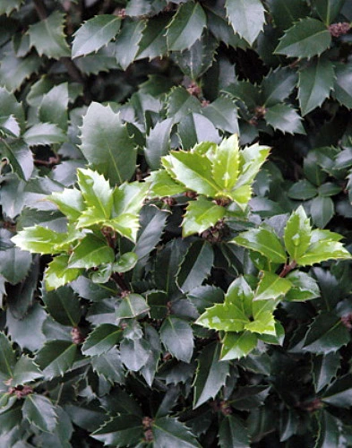 Castle Spire® Blue Holly - Ilex - 4" Pot - Proven Winners 4 Castle Spire® Blue Holly - Ilex - 4" Pot - Proven Winners - Image 4