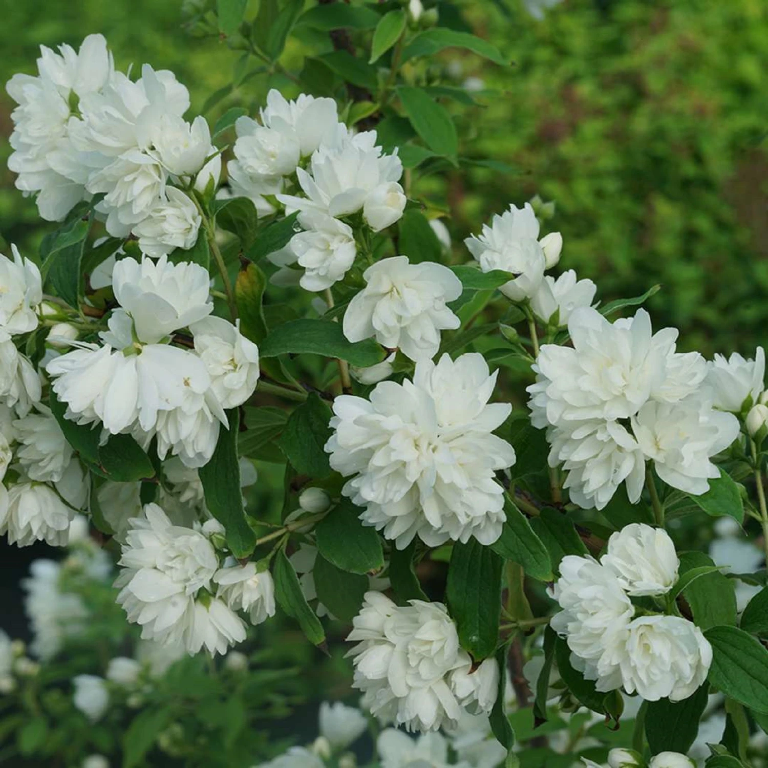 ILLUMINATI ARCH® Mockorange - Philadelphus - Low Grower - 4" Pot 1 ILLUMINATI ARCH® Mockorange - Philadelphus - Low Grower - 4" Pot