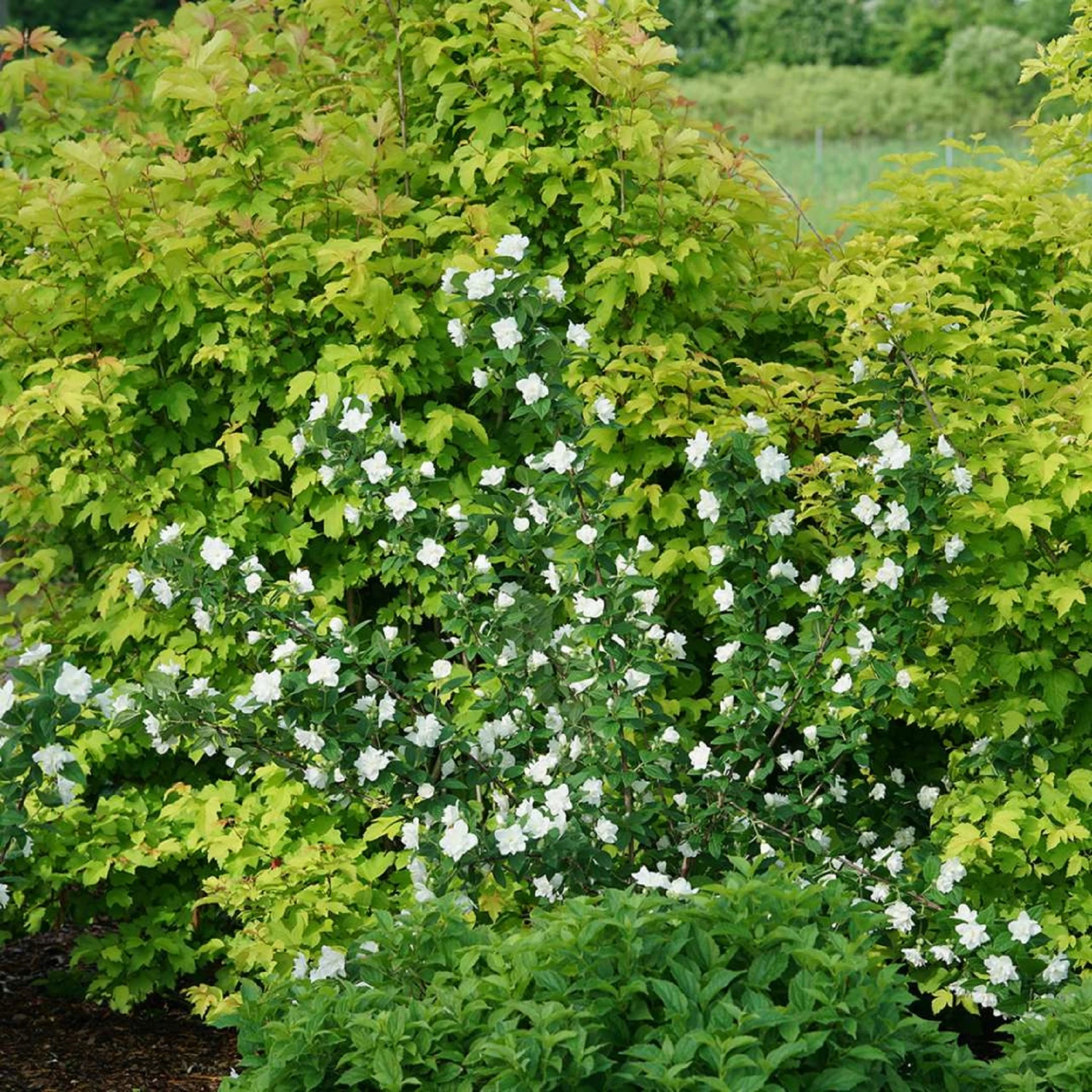 ILLUMINATI ARCH® Mockorange - Philadelphus - Low Grower - 4" Pot 2 ILLUMINATI ARCH® Mockorange - Philadelphus - Low Grower - 4" Pot - Image 2