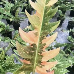 Rarest In The World! Ring Of Fire Philodendron - 4" Pot -Outlet Buds Grow Store img 0086 80786.1682435310