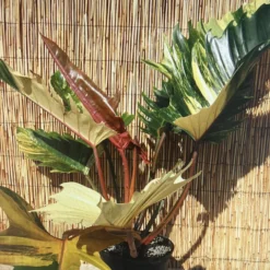 Rarest In The World! Ring Of Fire Philodendron - 4" Pot -Outlet Buds Grow Store img 0088 31744.1682435310 scaled