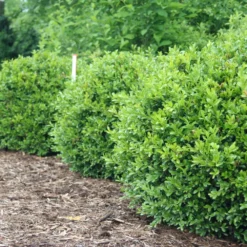 NEWGEN FREEDOM® Boxwood - 4" Pot - Buxus - Indoors Or Out -Outlet Buds Grow Store img 4806 11694.1648736589