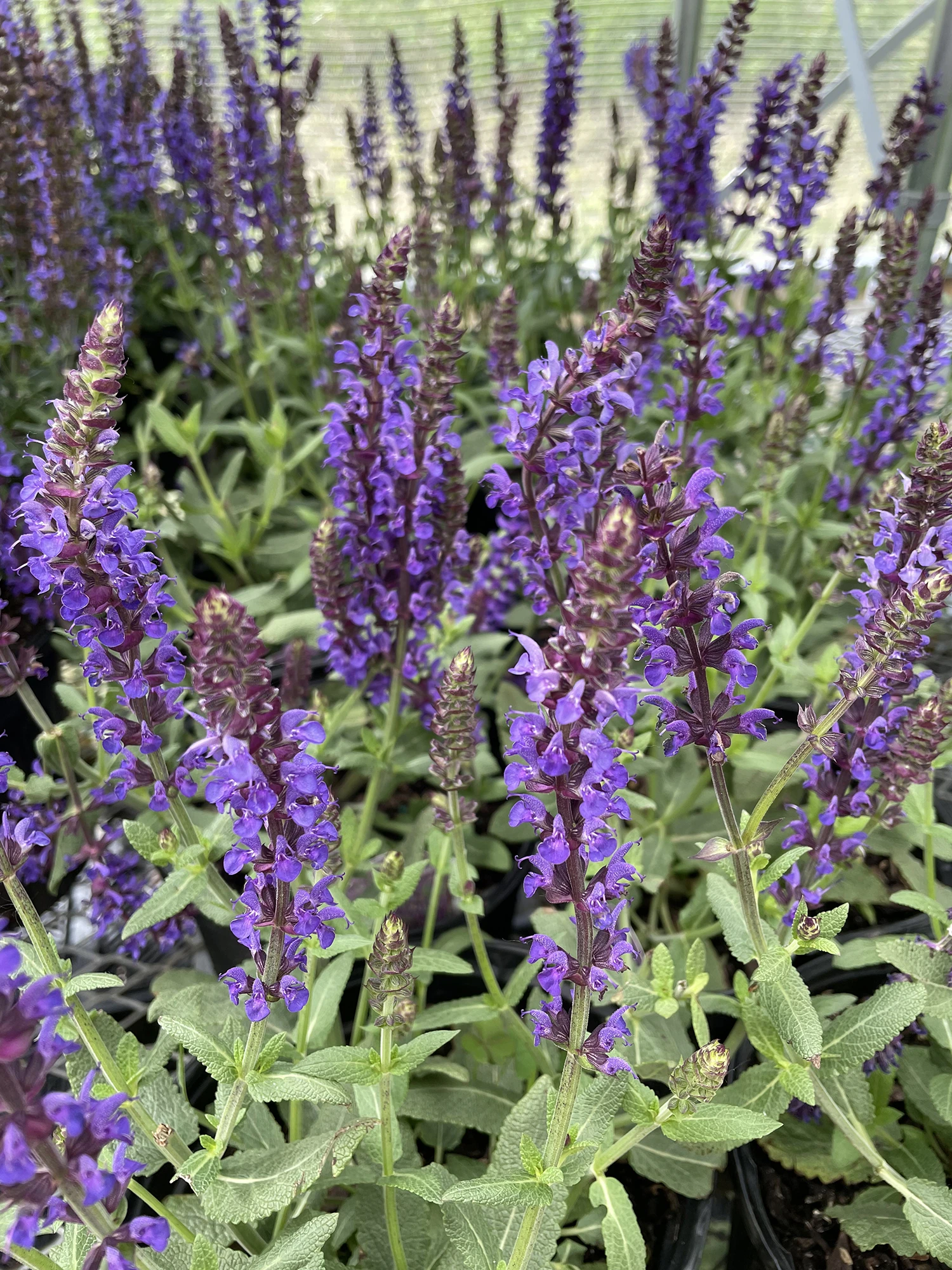 Lyrical™ Blues Meadow Sage - Salvia - Gallon Pot 1 Lyrical™ Blues Meadow Sage - Salvia - Gallon Pot