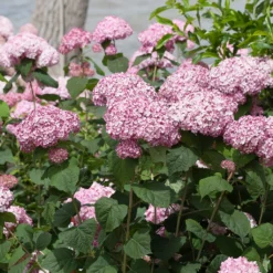 Incrediball® Blush Hydrangea Perennial - Huge Flowers - 4" Pot - Proven Winners -Outlet Buds Grow Store incrediball blush hydrangea 5 80002.1615344657