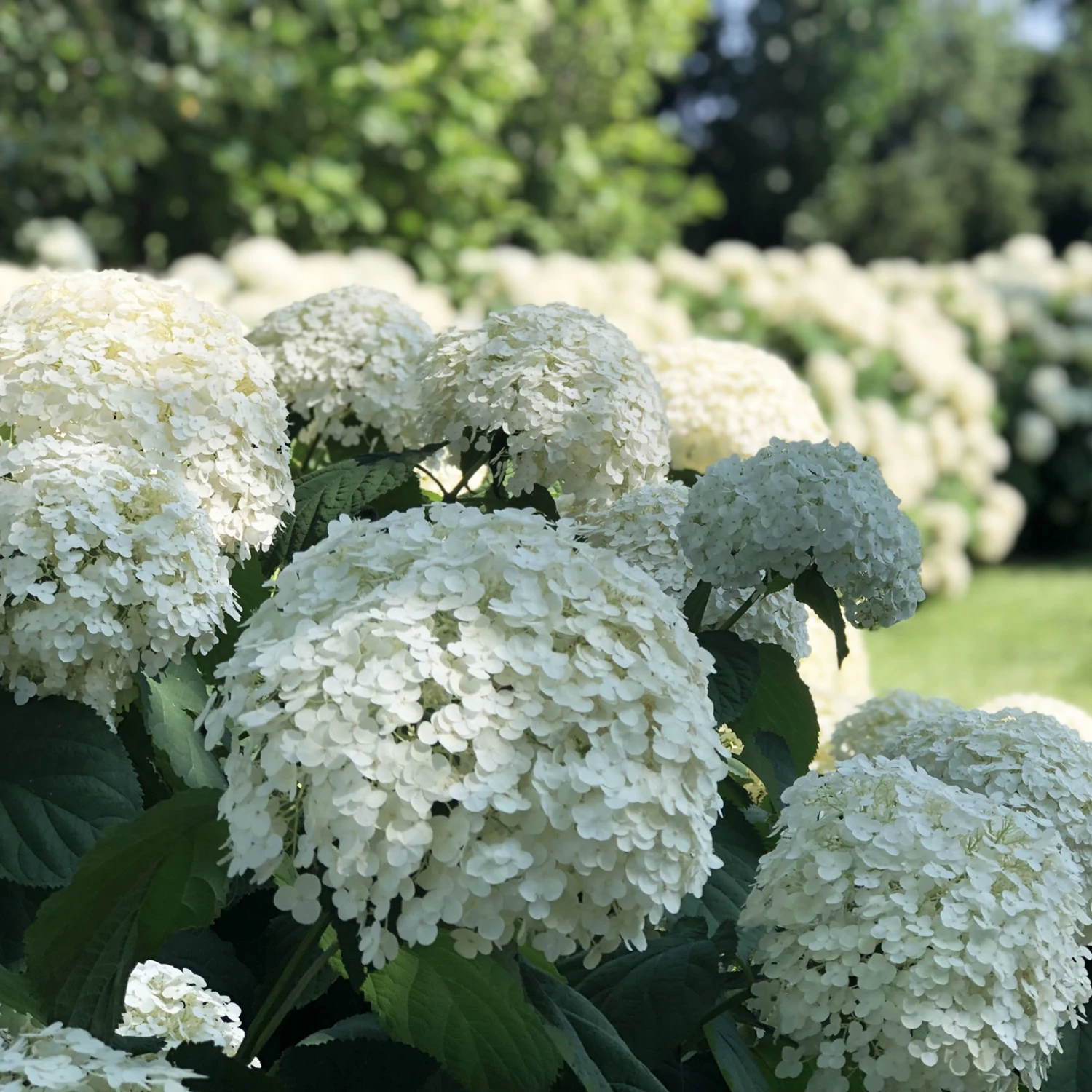Incrediball® Hydrangea Perennial - Huge Flowers - 4" Pot - Proven Winners 1 Incrediball® Hydrangea Perennial - Huge Flowers - 4" Pot - Proven Winners