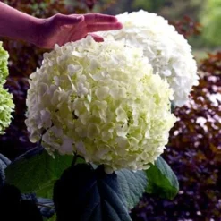 Incrediball® Hydrangea Perennial - Huge Flowers - 4" Pot - Proven Winners 7 Incrediball® Hydrangea Perennial - Huge Flowers - 4" Pot - Proven Winners -Outlet Buds Grow Store incrediballhy421 54899.1615344504